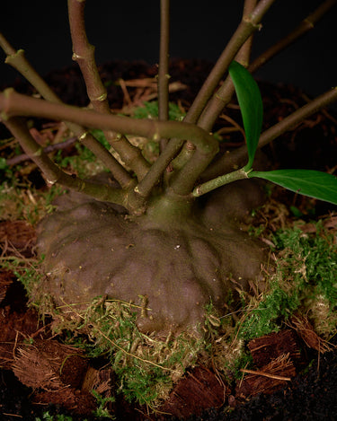 Hydnophytum sp. 'Flat Caudex'