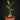 Hydnophytum sp. 'Flat Caudex'