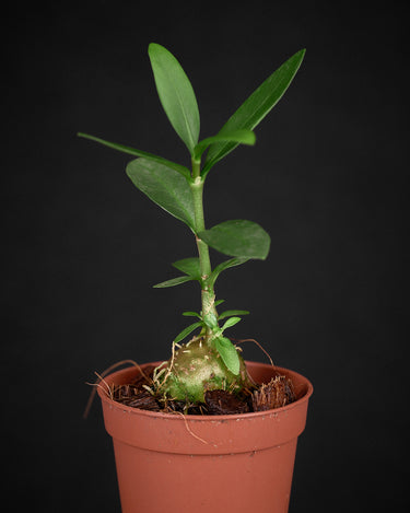 Hydnophytum sp. 'Flat Caudex'