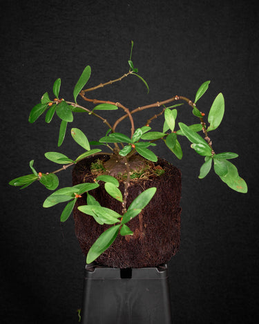 Hydnophytum sp. 'Flat Caudex'