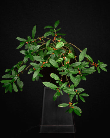 Hydnophytum sp. Malaysia, Peninsula