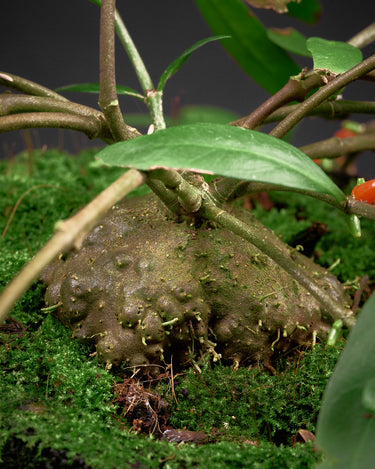 Hydnophytum sp. Malaysia, Peninsula