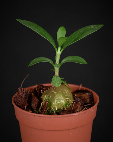 Hydnophytum sp. Malaysia, Peninsula