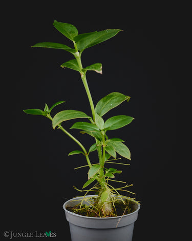 Hydnophytum sp. Wondiwoi