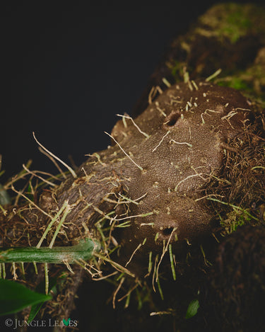 Hydnophytum sp. Wondiwoi