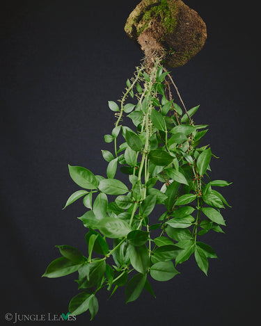 Hydnophytum sp. Wondiwoi