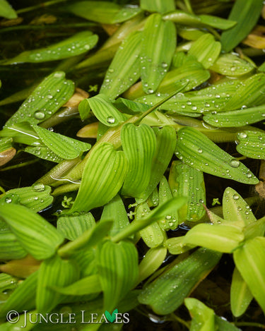 Hygroryza aristata Schwimmreis
