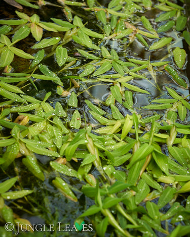 Hygroryza aristata Schwimmreis