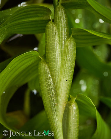 Hygroryza aristata Schwimmreis
