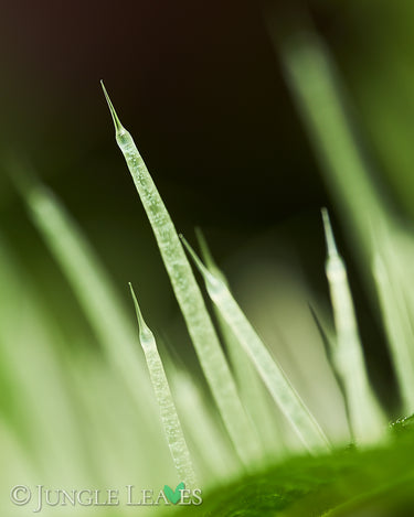 Urtica ferox Trichome