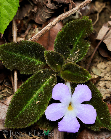 Episcia lilacina in situ