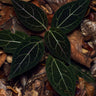 Mikania cf. guaco in situ