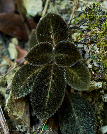 Episcia lilacina in situ