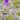 Blüte