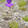 Pinguicula ehlersiae