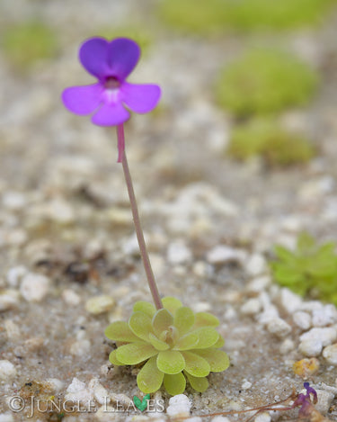 Pinguicula ehlersiae