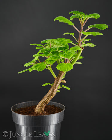 Plectranthus ernstii 2