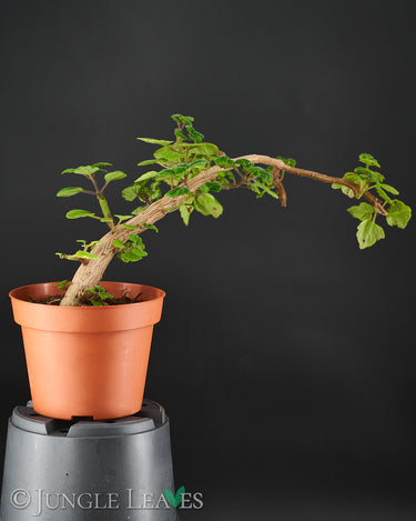 Plectranthus ernstii 3