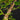 Plectranthus ernstii 4