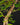 Plectranthus ernstii 4