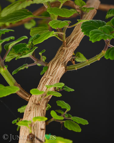 Plectranthus ernstii 4