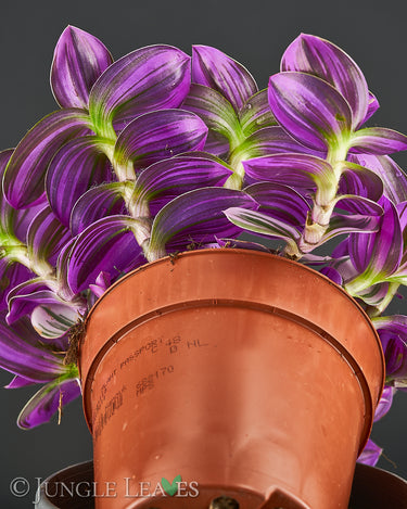 Tradescantia cerinthoides ‚Nanouk‘