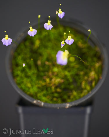 Utricularia bisquamata 'Betty's Bay'