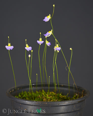 Blüten