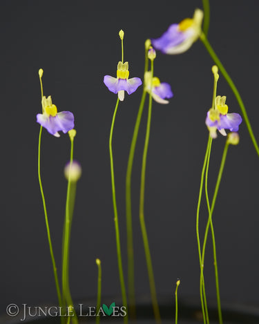 Blüten