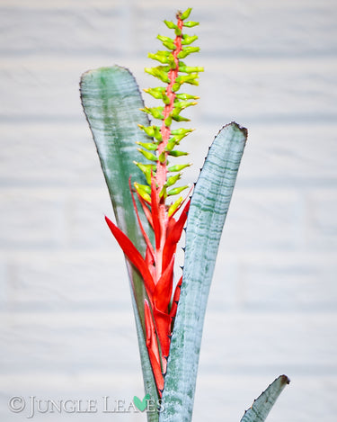 Aechmea nudicaulis 'Silver Streak'