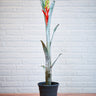Aechmea nudicaulis 'Silver Streak'