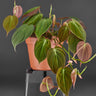 Philodendron hederaceum var. hederaceum