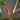 Philodendron squamiferum, Blattstiel