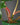 Philodendron squamiferum, Blattstiel