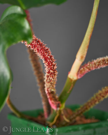Philodendron squamiferum, Blattstiel