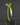 Microchirita micromusa