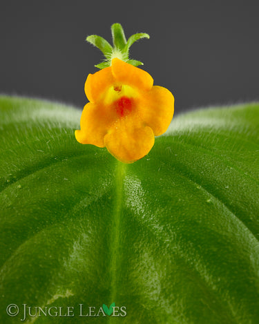 Microchirita micromusa, Blüte