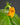 Microchirita micromusa, Blüte