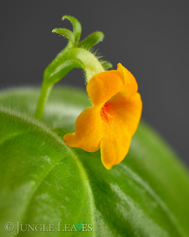 Microchirita micromusa, Blüte