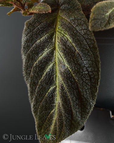 Episcia lilacina