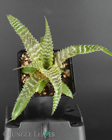 Orthophytum gurkenii