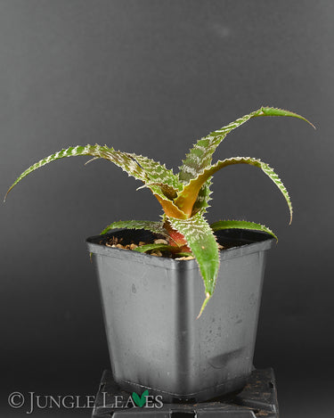 Orthophytum gurkenii