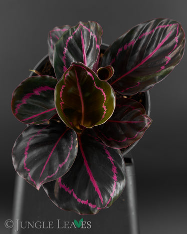 Calathea roseopicta 'illustris'
