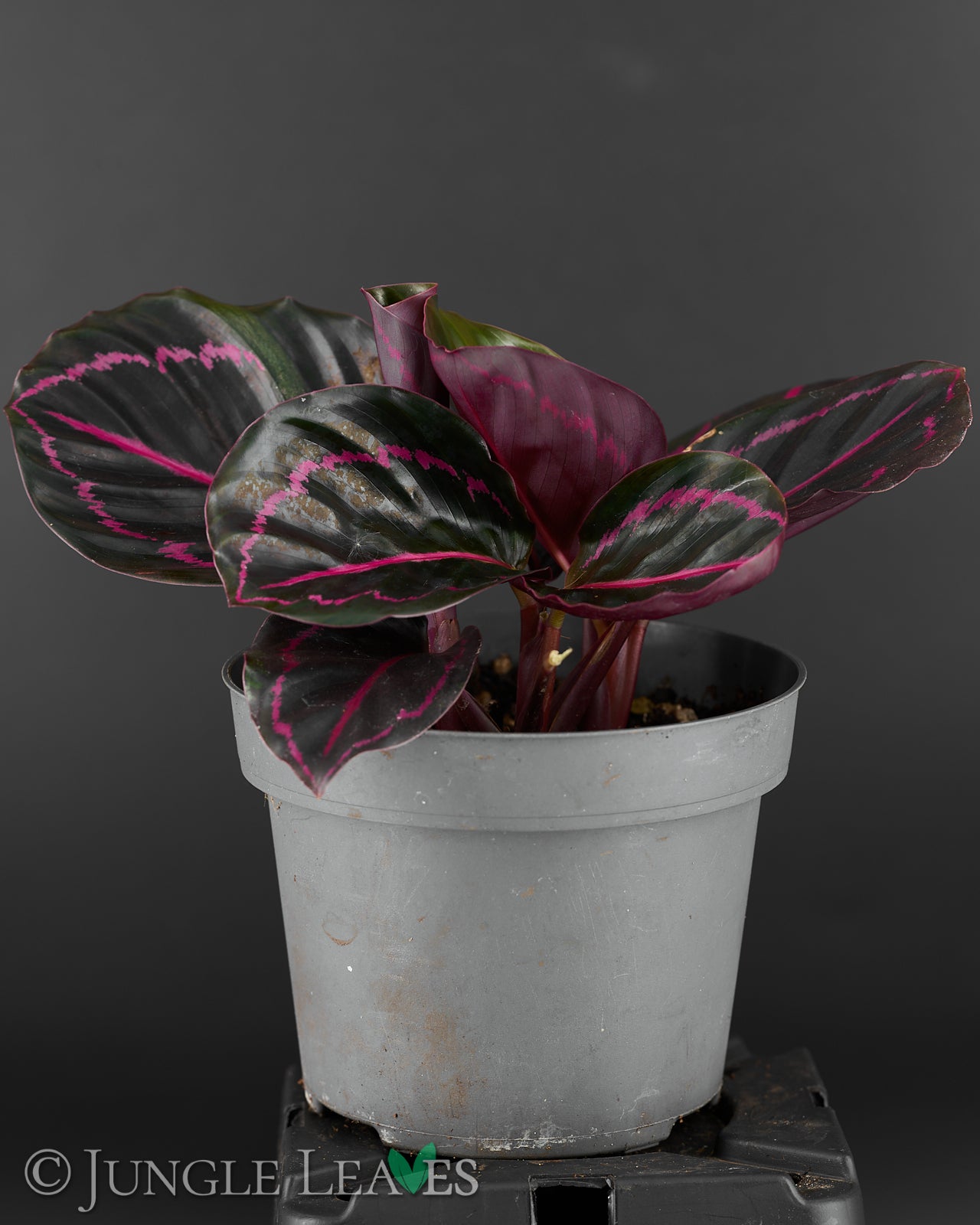 Calathea roseopicta 'Dottie' / 'Illustris' – Jungle Leaves