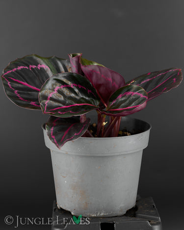 Calathea roseopicta 'illustris'