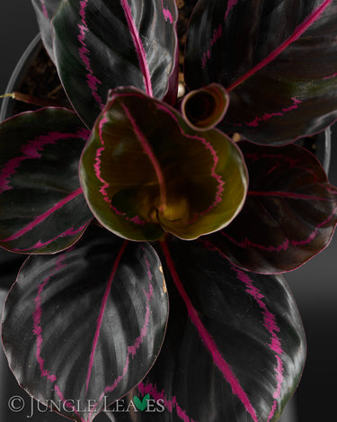 Calathea roseopicta 'illustris'