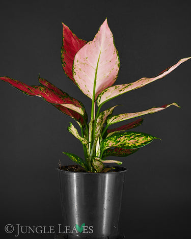 Aglaonema commutatum 'Red Star'