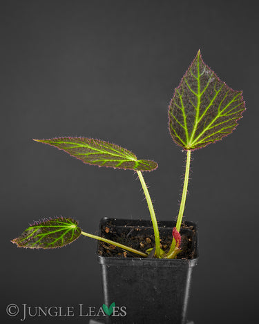 Begonia chloroneura