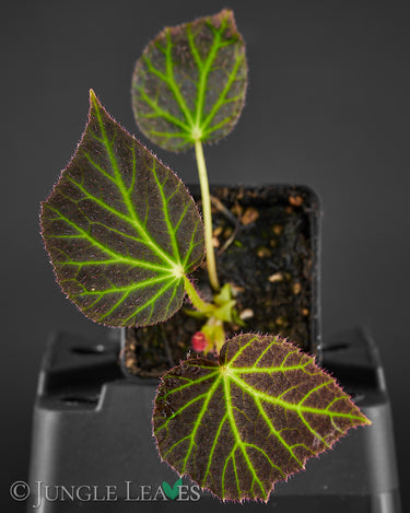 Begonia chloroneura