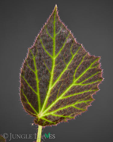 Begonia chloroneura